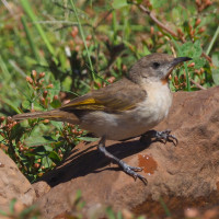 Rufous-throated Honeyeater